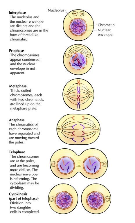 5 stages of mitosis mitosis flip book answers